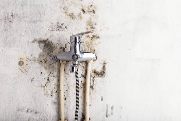 Best Mold Removal Process  in Miami Lakes, FL